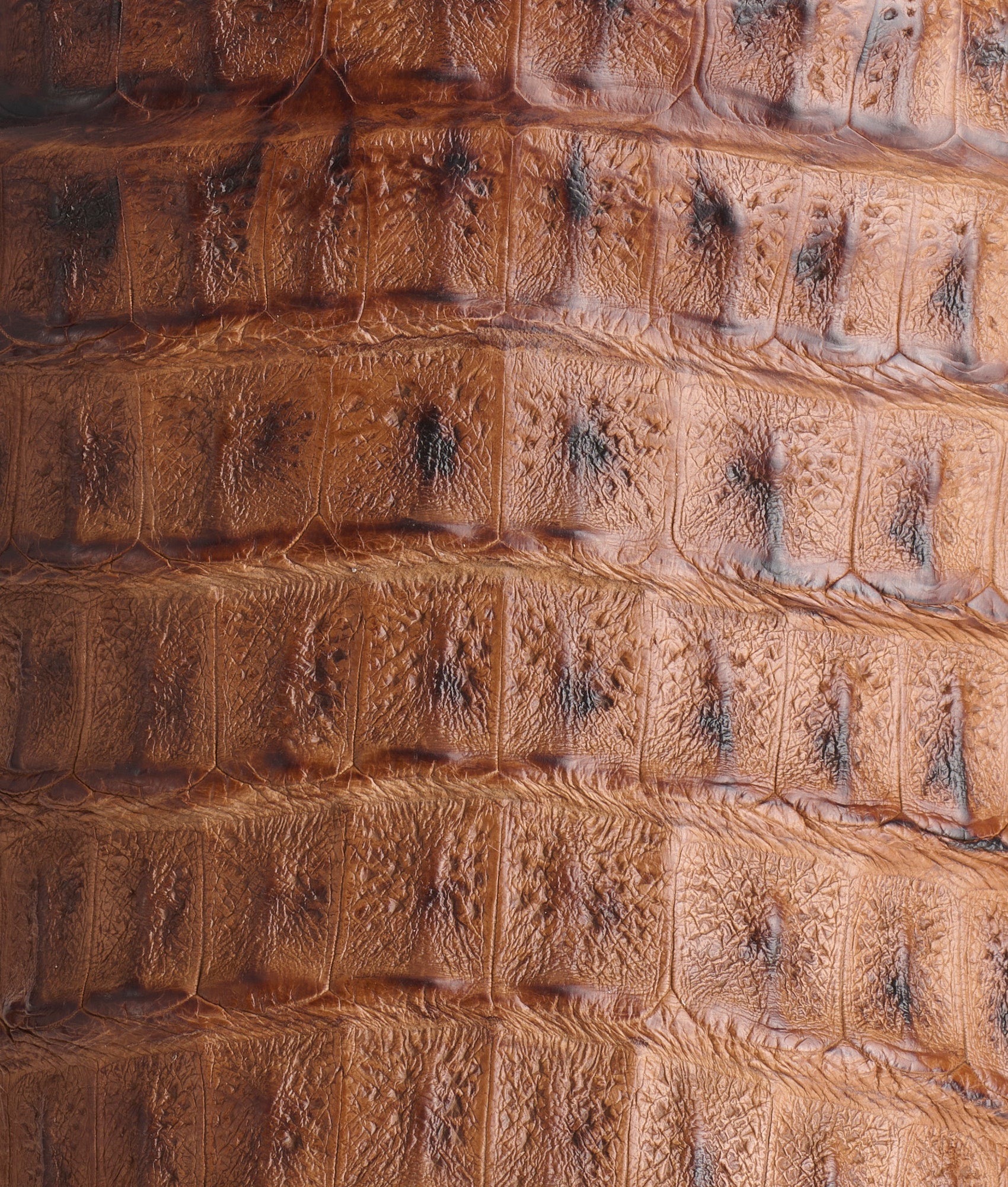 Fisher :: Tan + Chocolate - Image 8