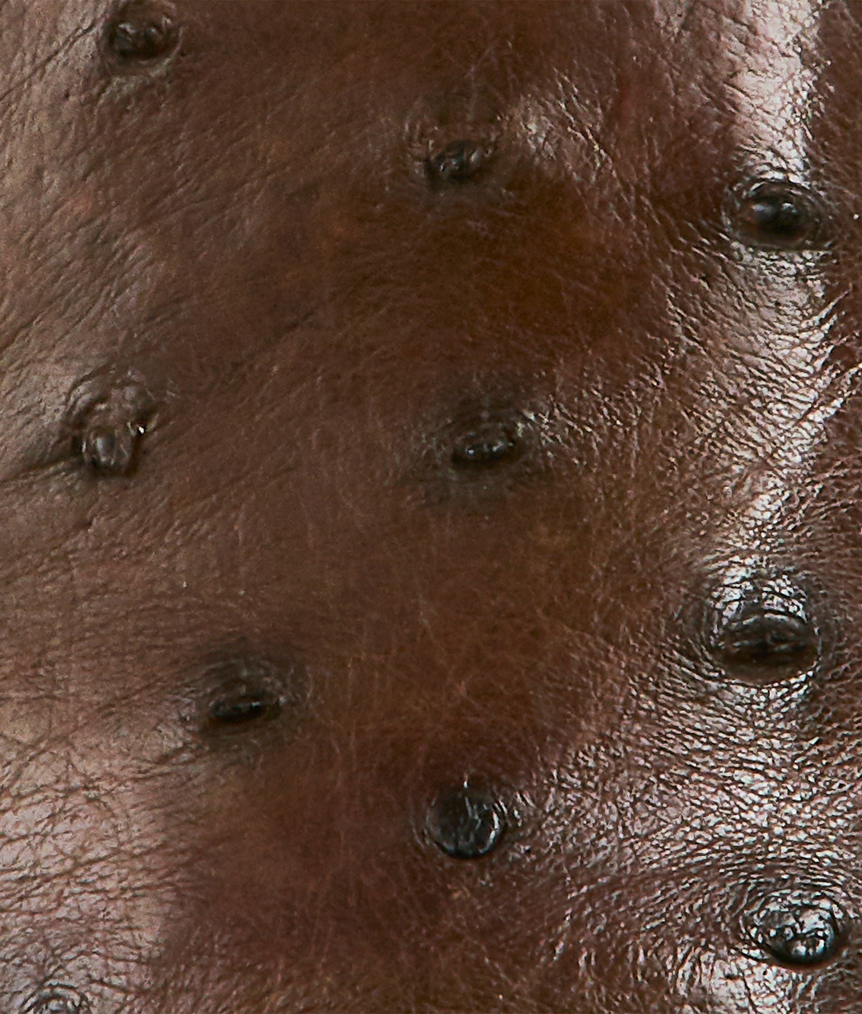 Cade :: Sienna - Image 8