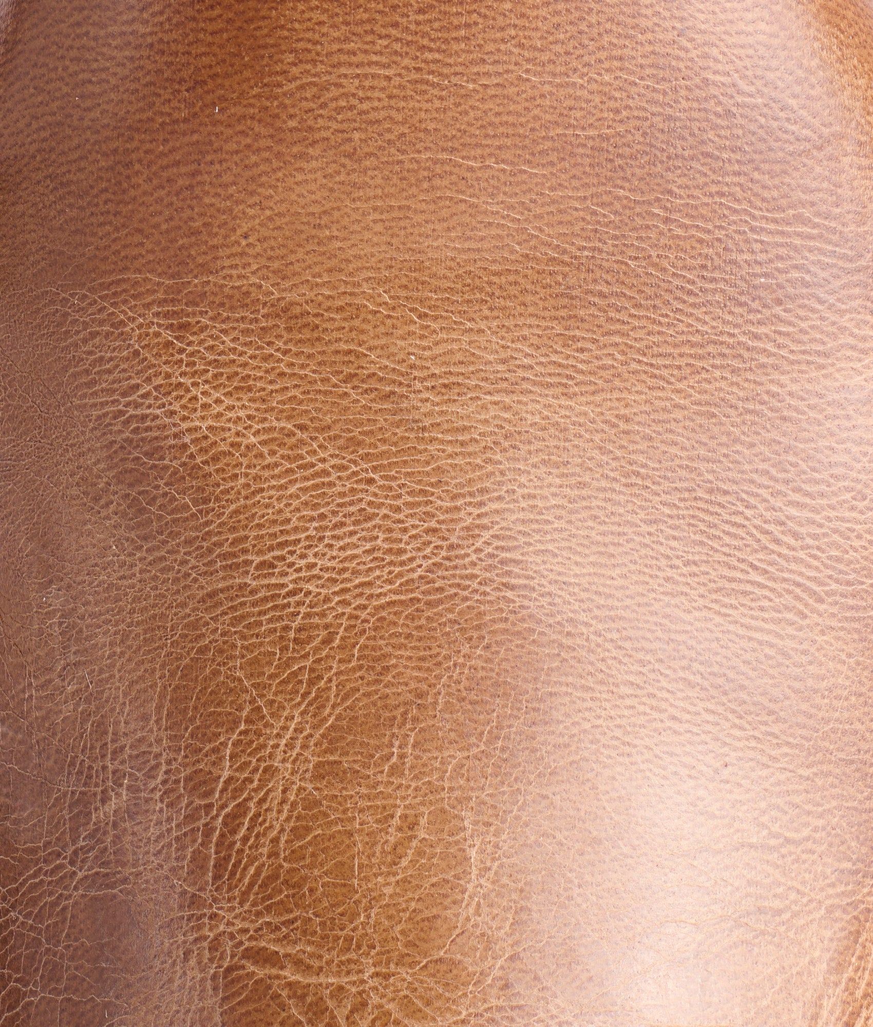 Sunset Roper :: Tan Goat - Image 8