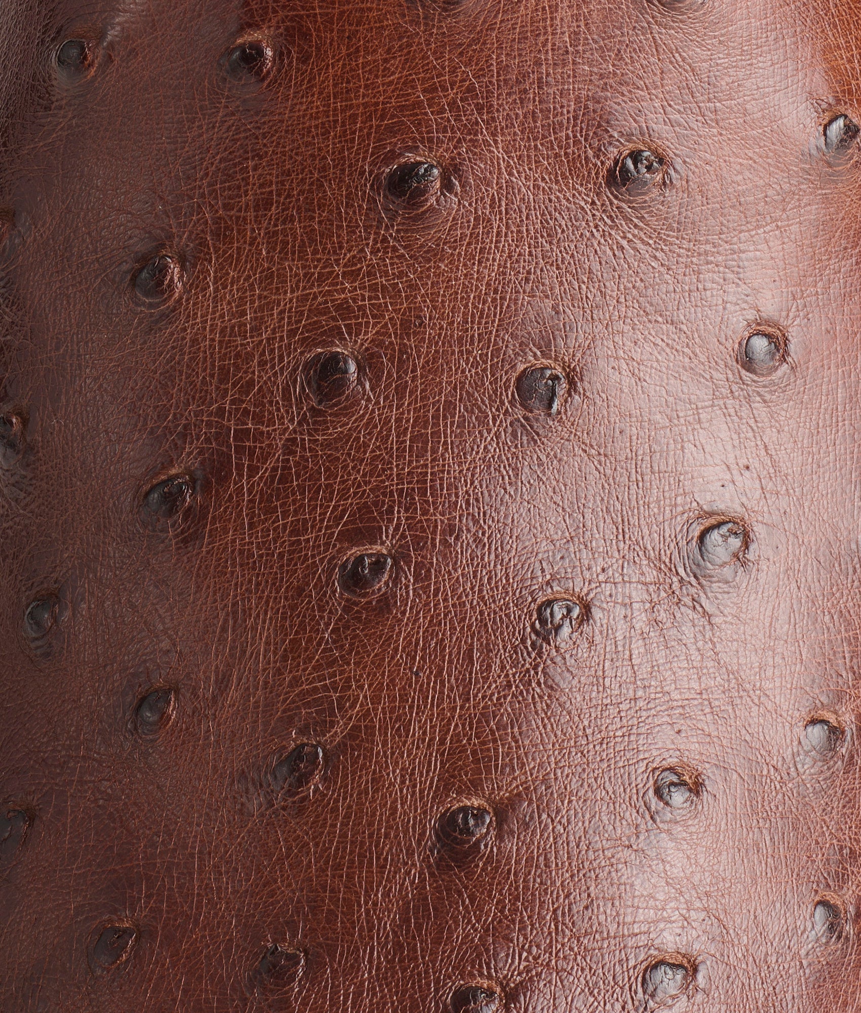 Randall :: Sienna + Pecan - Image 8