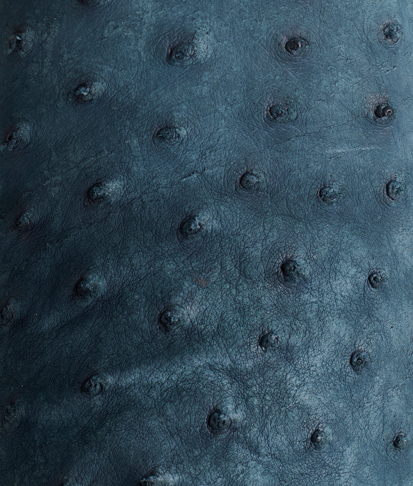 Rowdy Ostrich :: Navy - Image 8