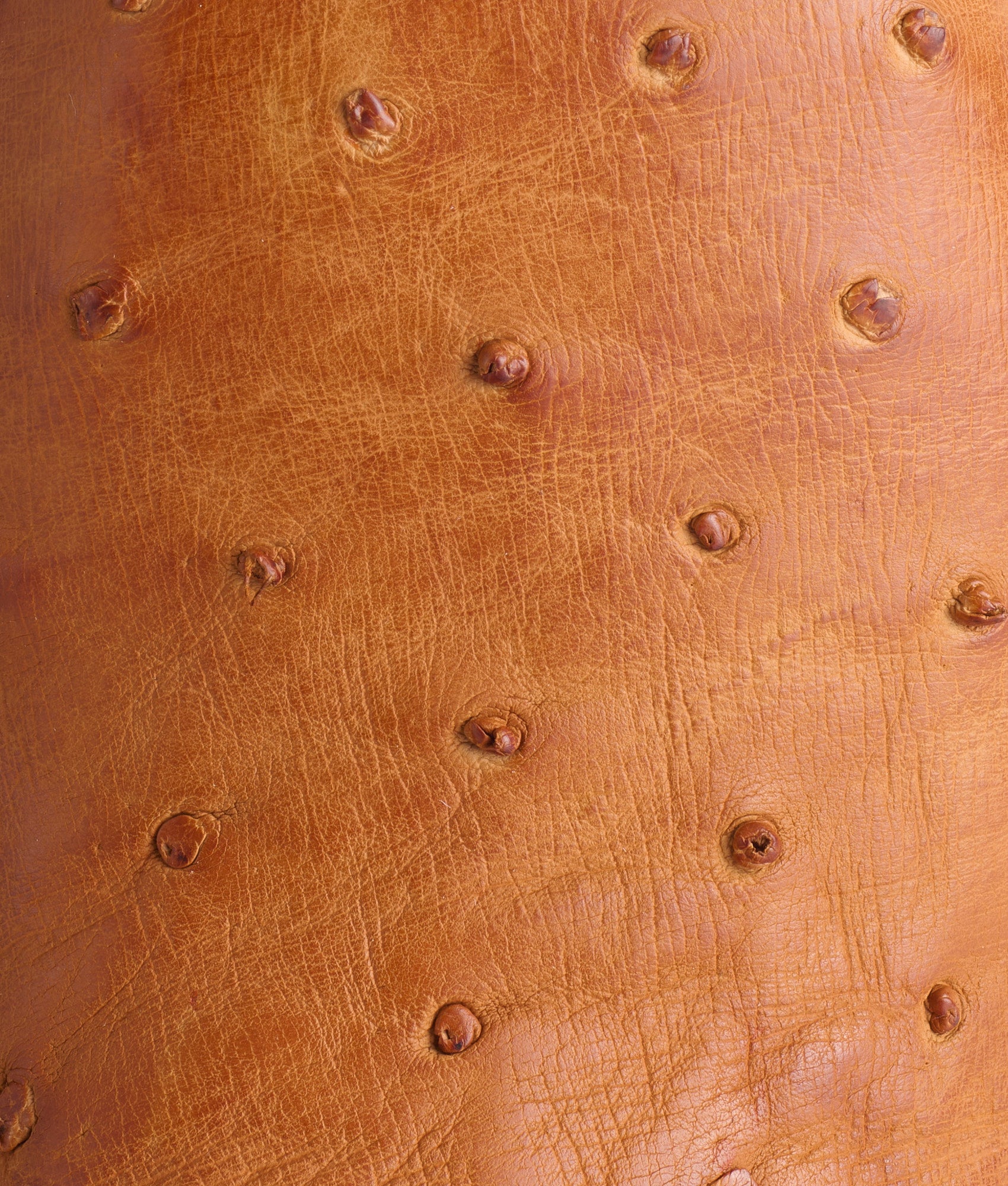 Rowdy Ostrich :: Cognac + Brown - Image 8