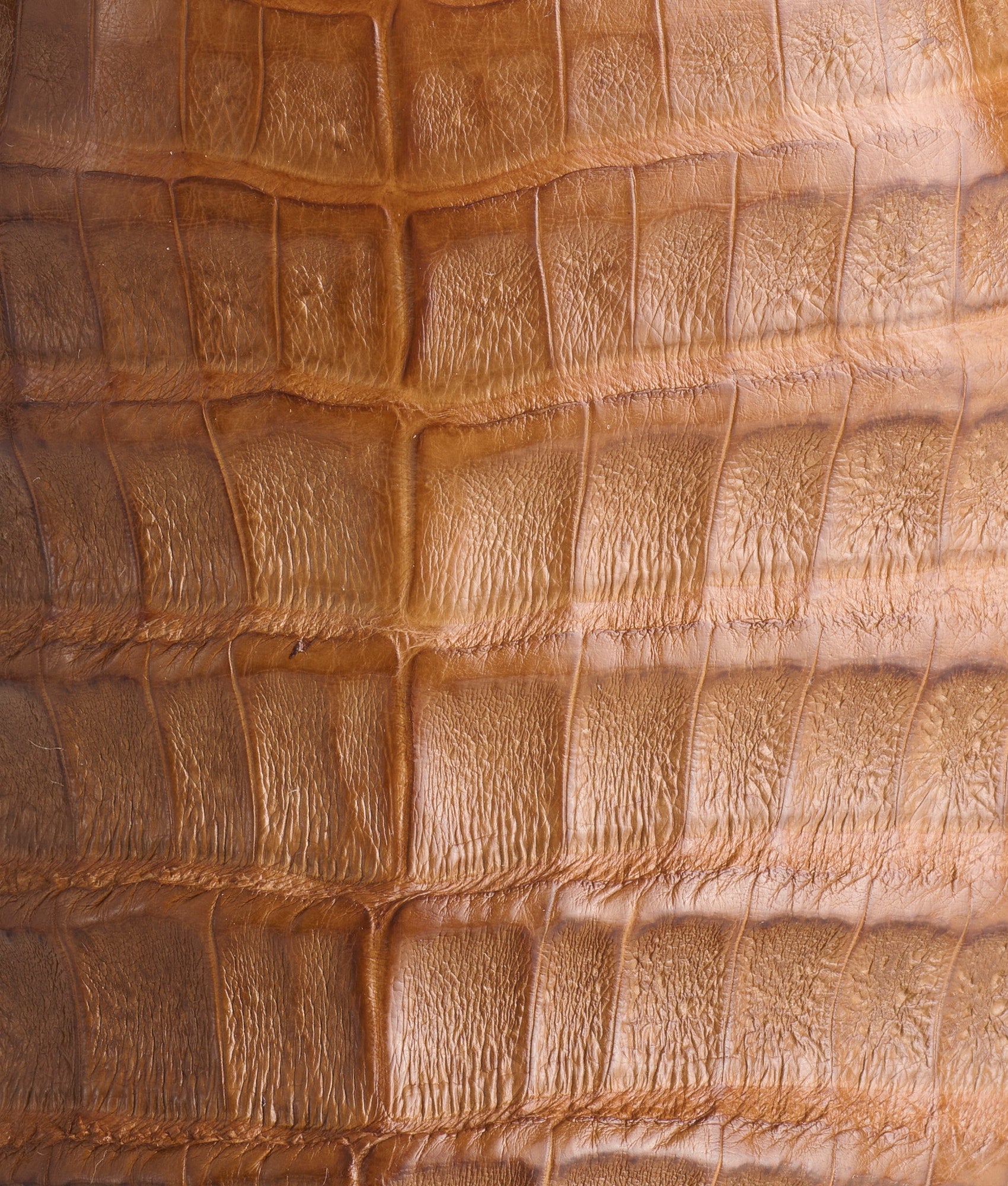 Rowdy Caiman :: Saddle + Brown - Image 8