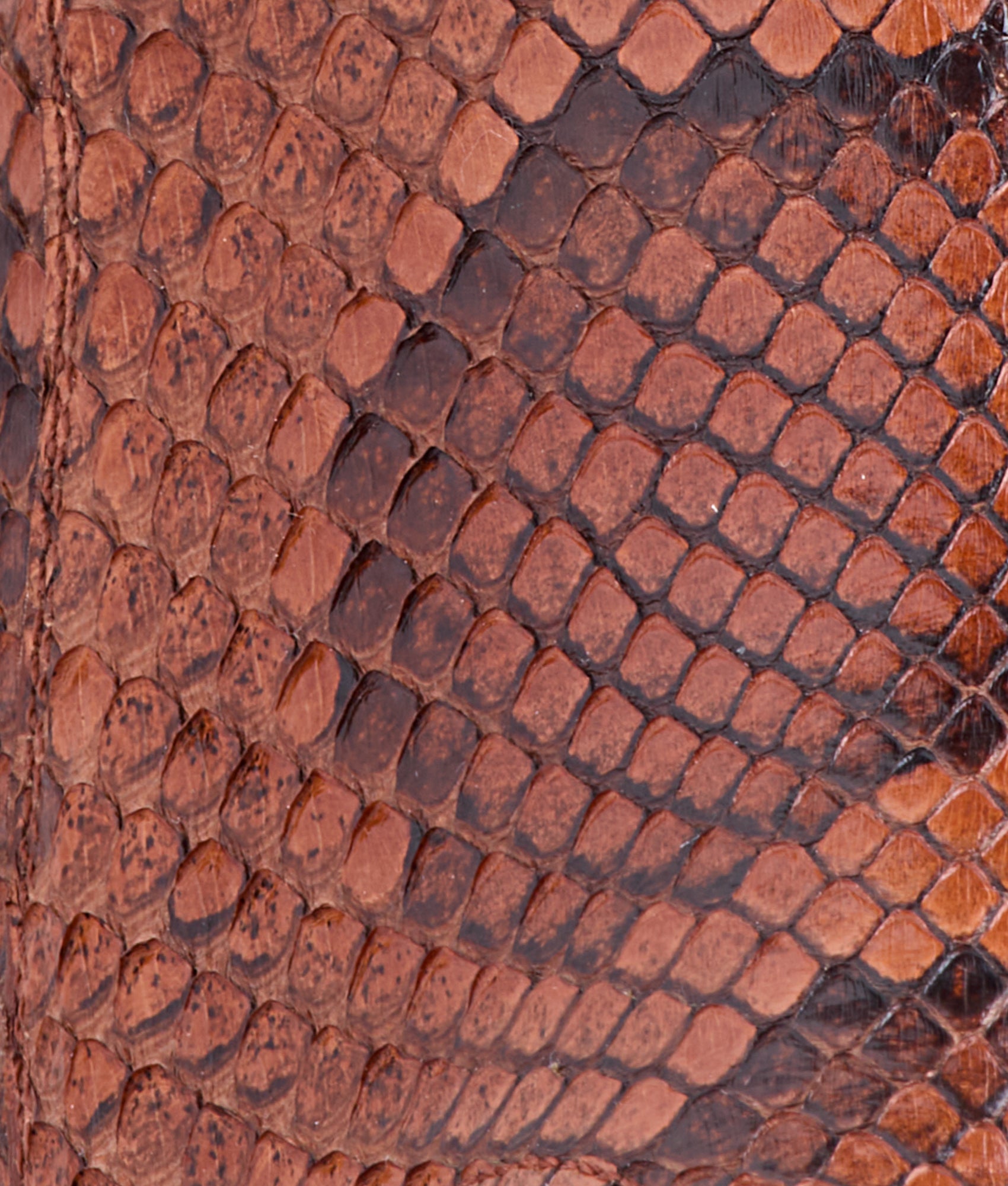 Dale Exotic :: Amber - Image 9